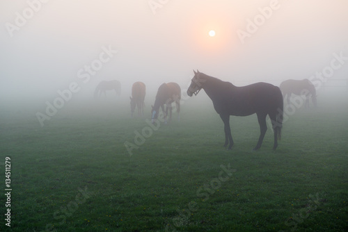 Pferde im Morgennebel auf einer Koppel © Manok