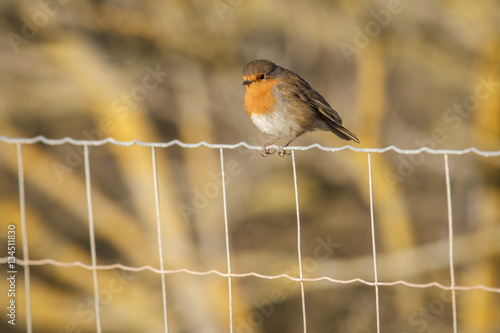 european robin (erithacus rubecula)