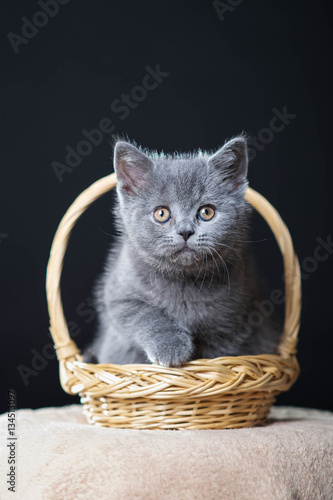 British shorthair kitten