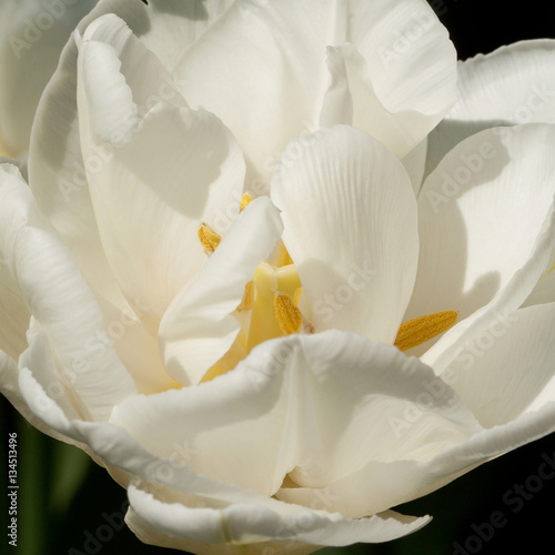 white fluffy tulip photo