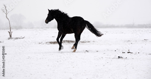 beautiful horse, black horse runing through snowy landscape © Grubärin