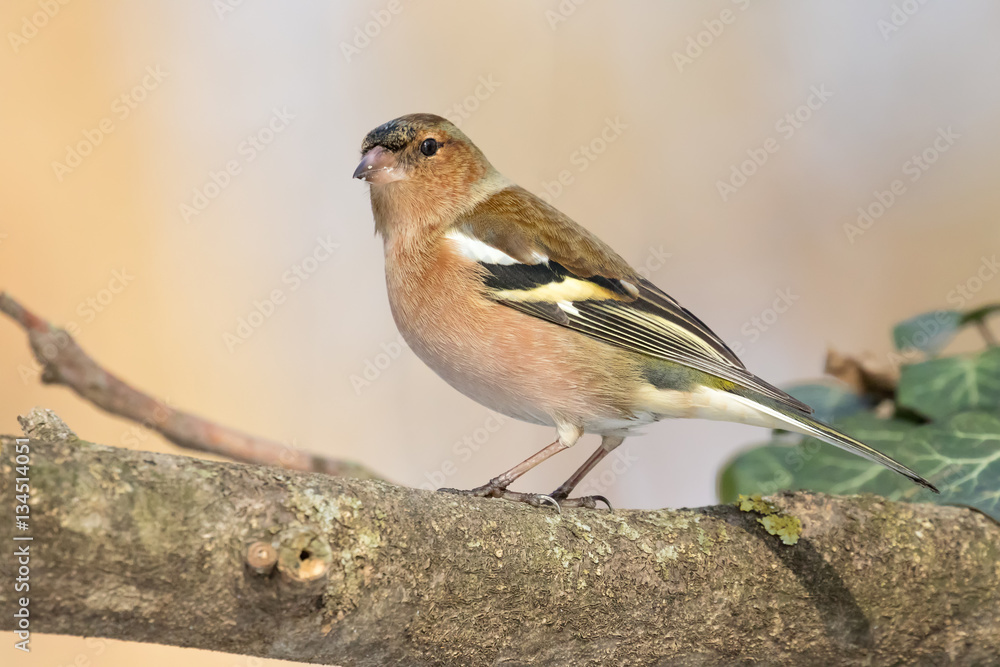 Common Chaffinch (Fringilla coelebs), usually known simply as th Common Chaffinch (Fringilla coelebs), usually known simply as th