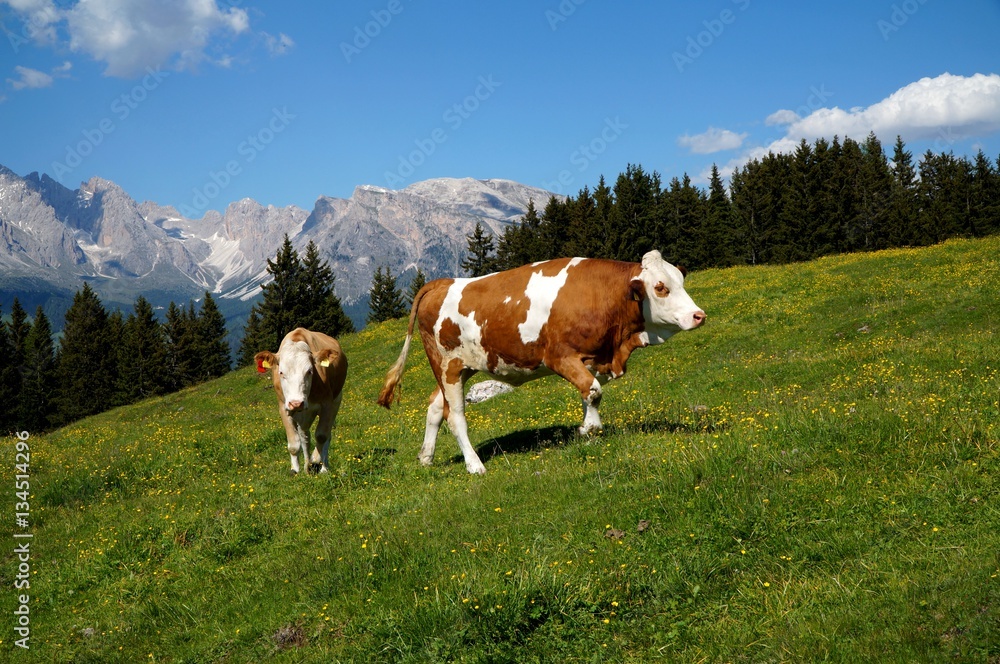 Kühe auf Weide auf Seiser Alm