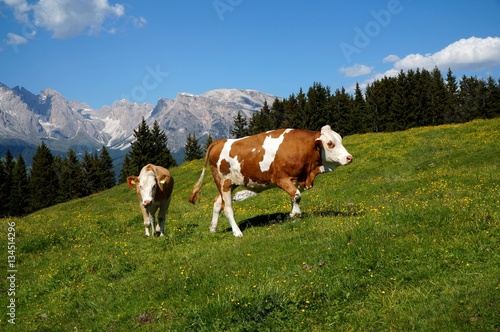 Kühe auf Weide auf Seiser Alm © grahof_photo