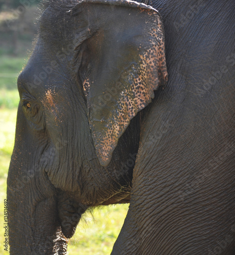 Elephant Profile photo