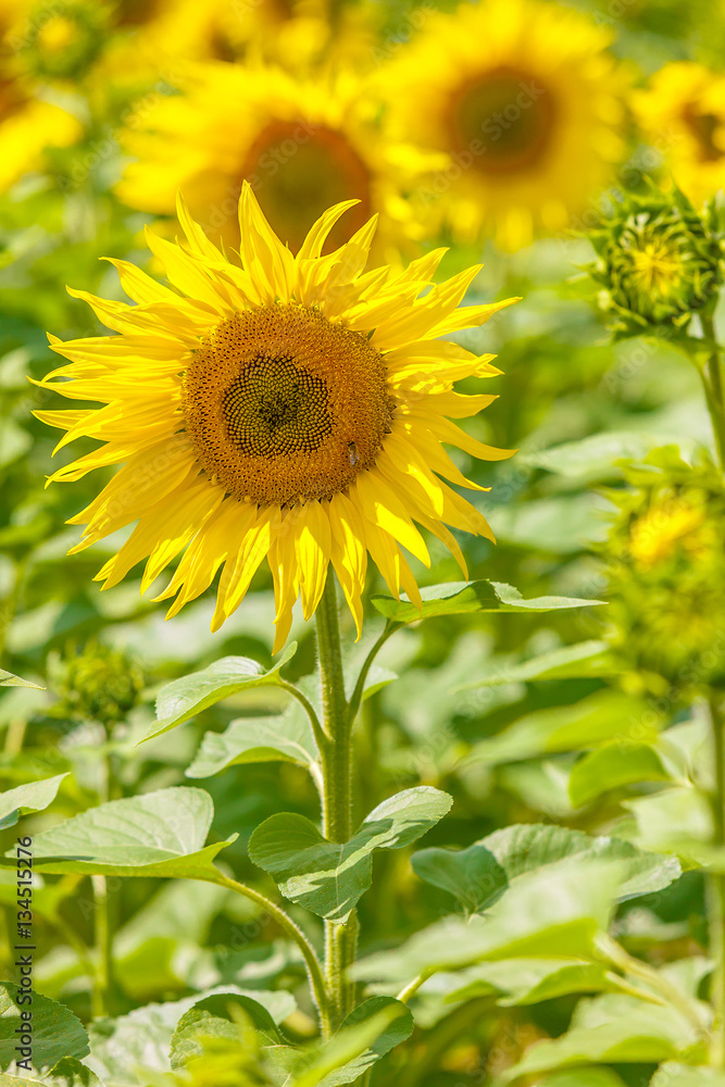 Sunflower field
Sunflower field