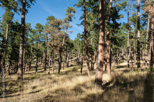 Blondisch Grass in the forest in Black Hills, Route 26A, South D photo