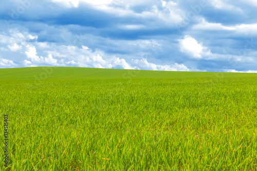 Green wheat field with cloudy sky 