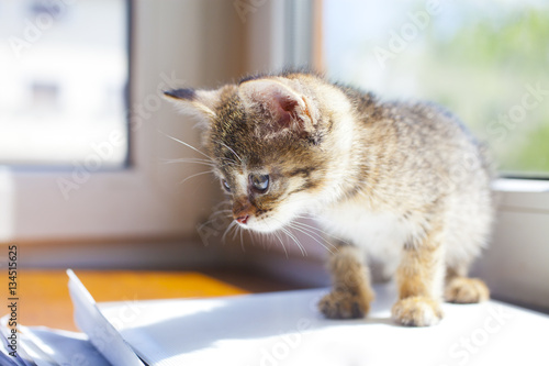 Cute kitten is on window-sill
