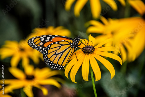 A Monarch Butterfly on a Black-Eyed Susan Flower