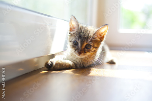Fototapeta Naklejka Na Ścianę i Meble -  Cute kitten is on window-sill