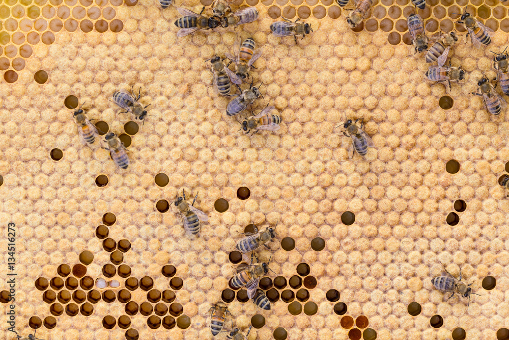 Honey bees on mainly capped worker bee brood comb