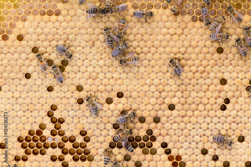 Honey bees on mainly capped worker bee brood comb