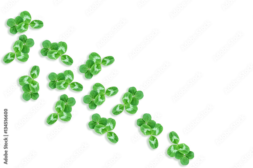 green clover leaves isolated on white background. St.Patrick 's green clover leaves isolated on white background. St.Patrick 's