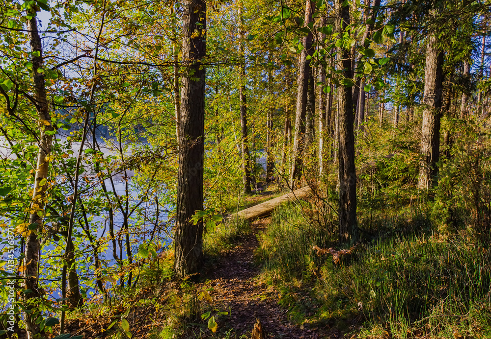 Obraz premium Morning mist