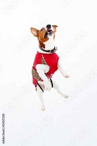 Fototapeta Naklejka Na Ścianę i Meble -  Jack Russell Terrier jumping in the winter snow