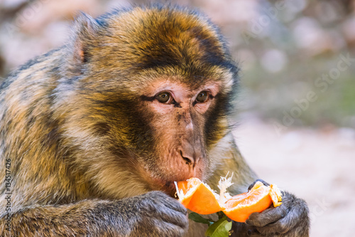 Barbary macaque monkey eating a tangerine, Ifrane, Morocco photo