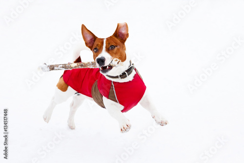 Jack Russell Terrier playing in the winter snow