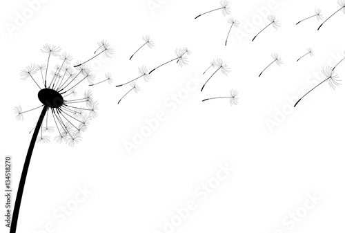 White background with dandelion.