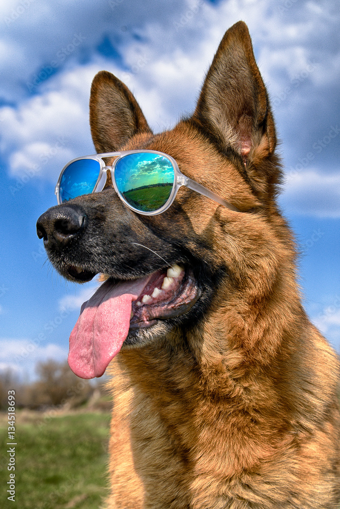 Cool German Shepherd Dog in mirrored sunglasses on a sunny day