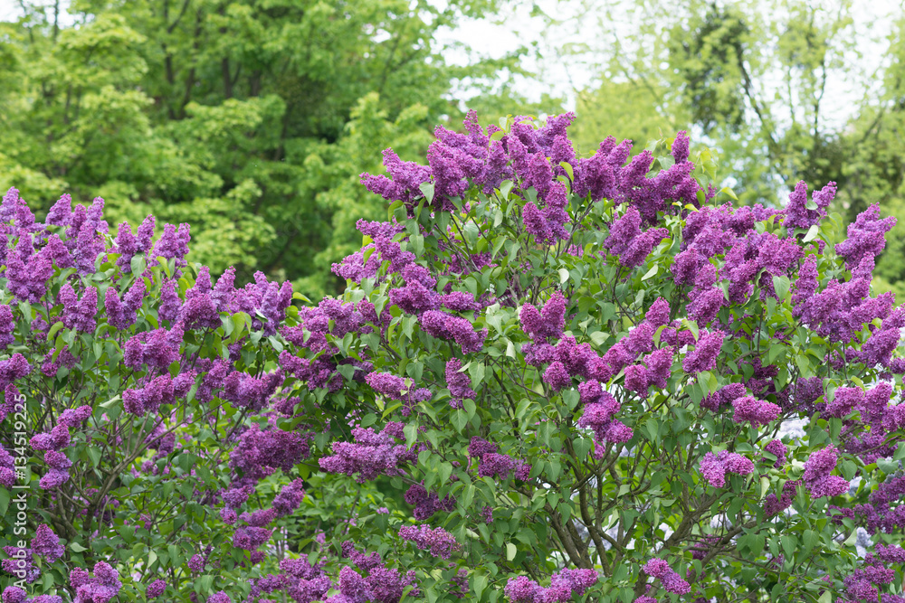 
Flowering branch of lilac
