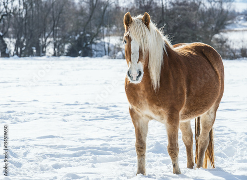 Beautiful horse on the snowy