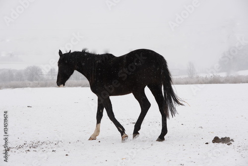 Erleichterung  schwarzes Pferd auf der verschneiten Weide nach Kotabsatz