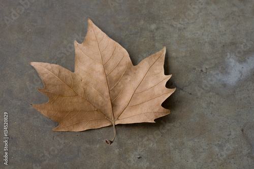 Maple leaf on the concrete floor.