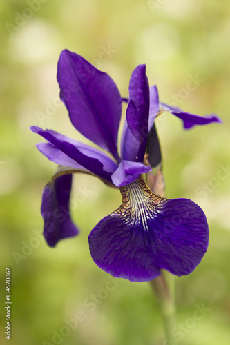 Fototapeta Naklejka Na Ścianę i Meble -  Close up of an purple Iris flower in full bloom with a soft focus background