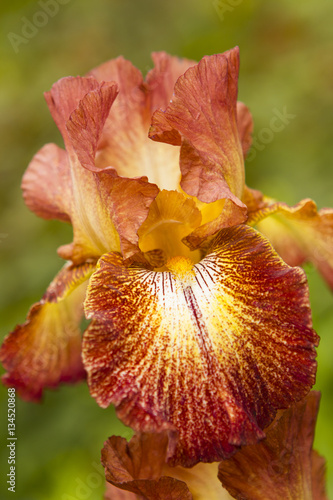 Fototapeta Naklejka Na Ścianę i Meble -  Orange Iris flower