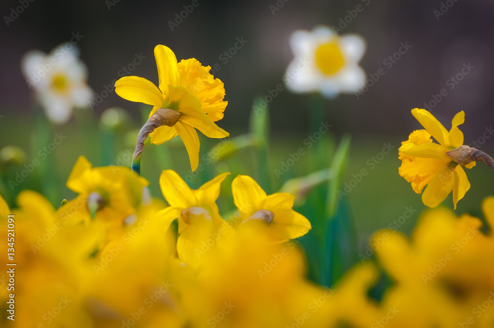 Obraz premium Frohe Ostern! Gelbe Osterglocken und weiße Narzissen vor dunklem Hintergrund, Frühlingsgarten, Gartenkalender