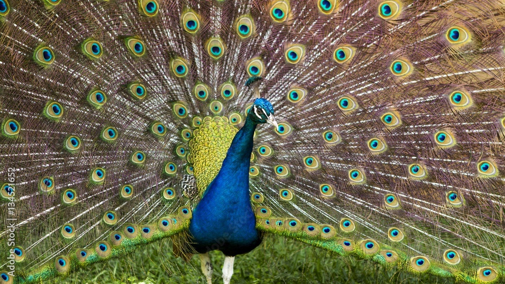 Obraz premium A peacock in the courtyard