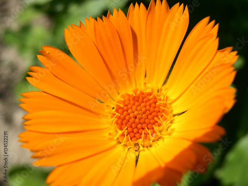 Orange Calendula