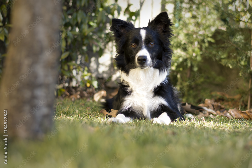 Border collie puppy relaxed in the garden
