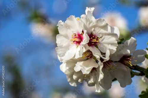 Fiore di Mandorlo con Ape, Bombo, Mosca photo