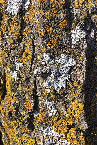 Yellow and White Lichen Moss On Bark