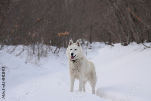 White Siberian Husky dog on forest background