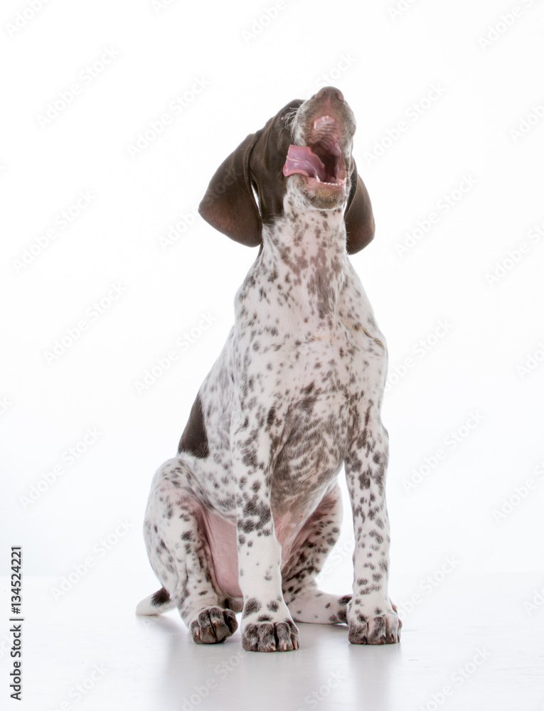 german shorthair pointer puppy german shorthair pointer puppy