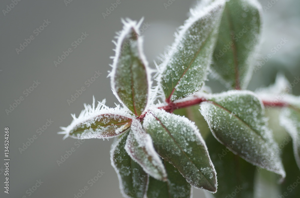 Frozen leaves Frozen leaves