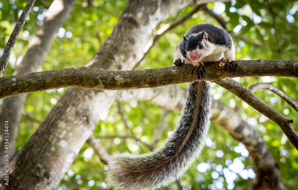 Obraz premium Grizzled Giant Squirrel