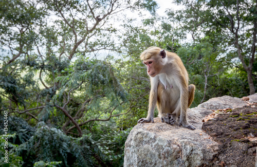 monkey in jungle © Pavlo Klymenko