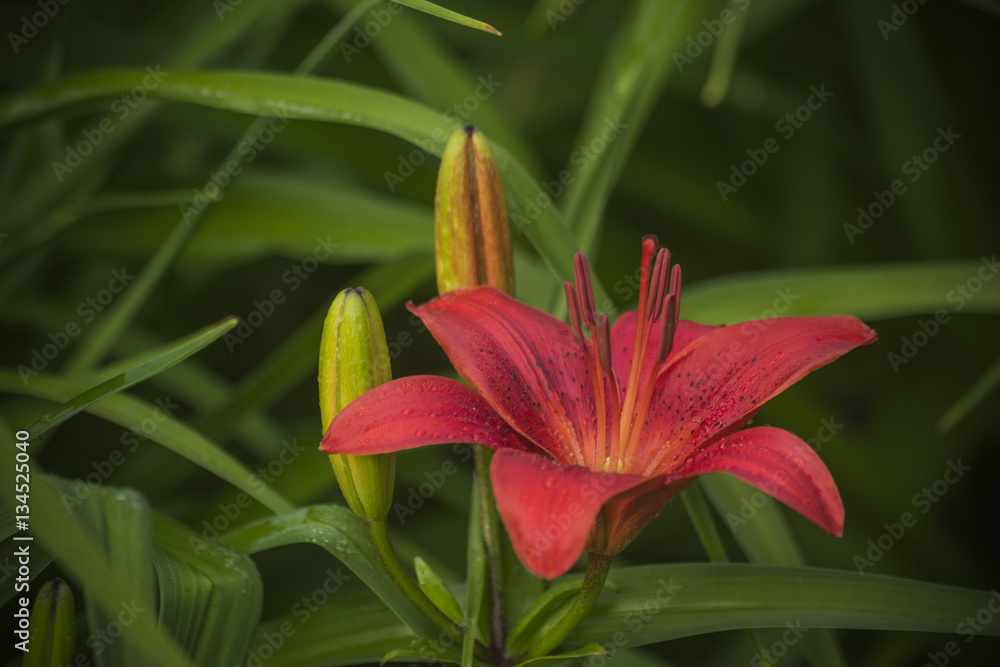 Fototapeta premium Asian lily in bloom