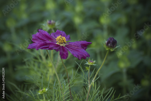 Cosmos flower in bloom