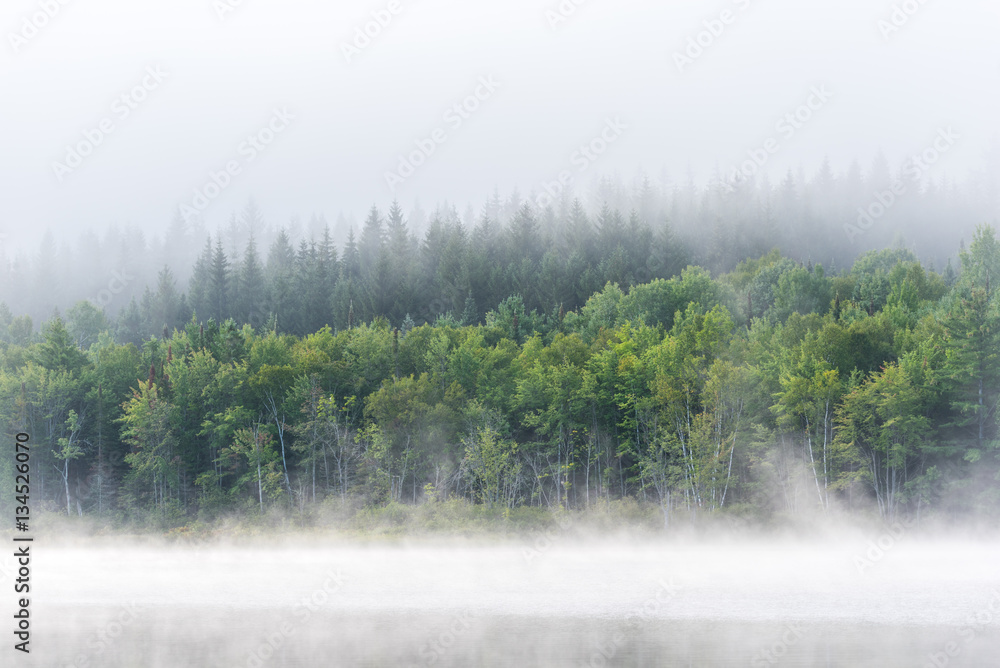 Fog and mist rises all around, partially enshrouding a waterfront deciduous Eastern Ontario forest at a lakeside. 