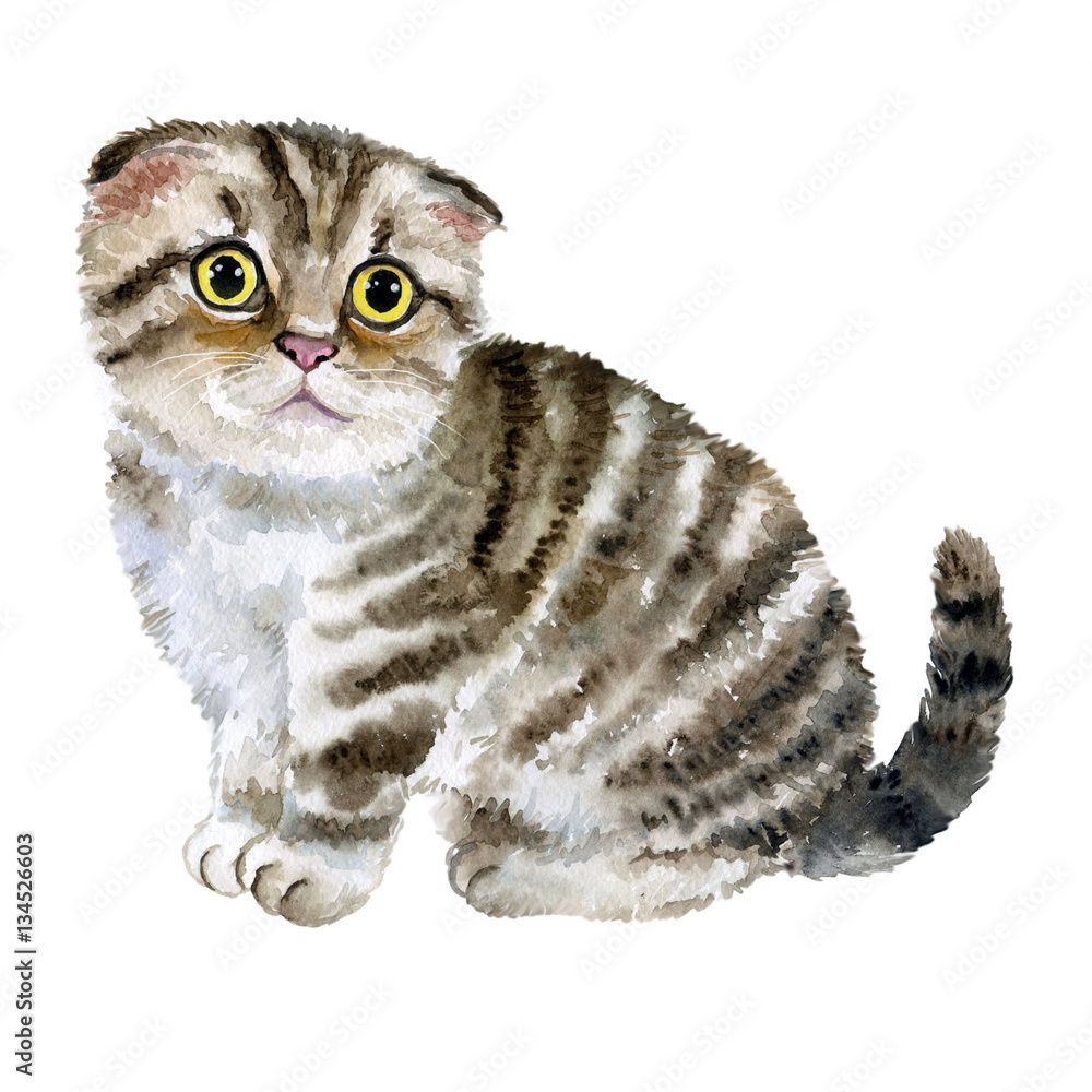 Watercolor close up portrait of popular cute British fold shorthair ...