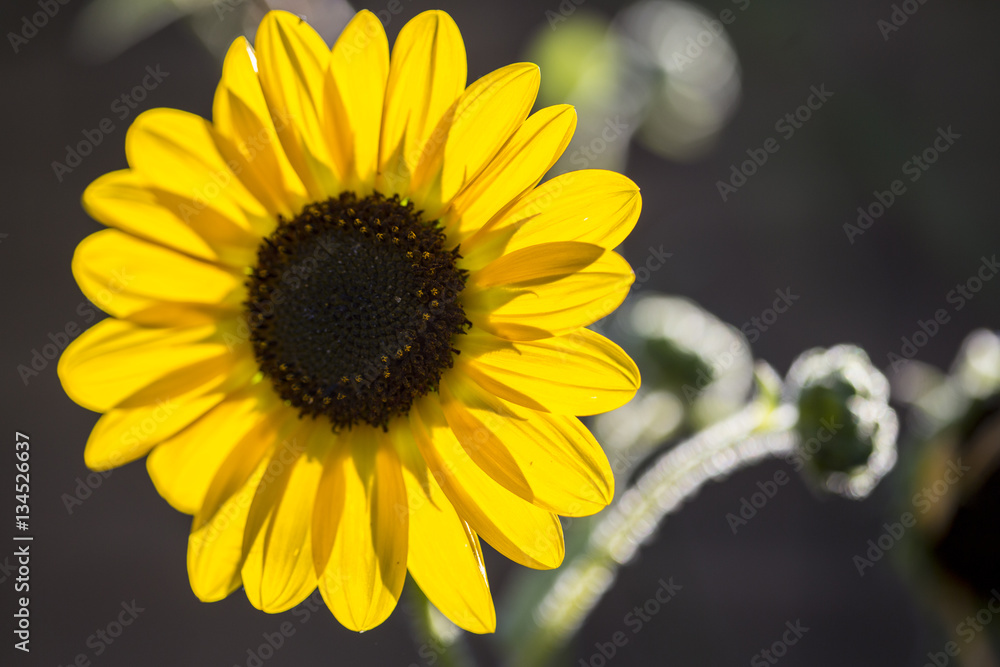 Sunflower Closeup Sunflower Closeup