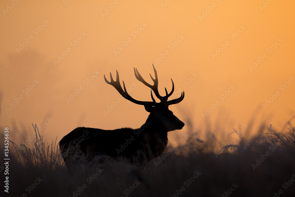 Naklejka premium Deers