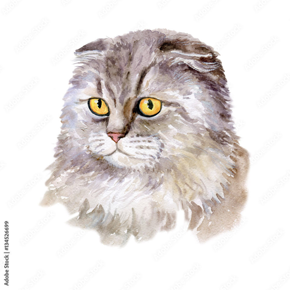 Watercolor close up portrait of popular British fold shorthair cat ...