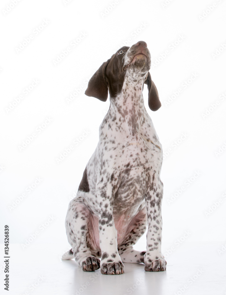 german shorthair pointer puppy german shorthair pointer puppy