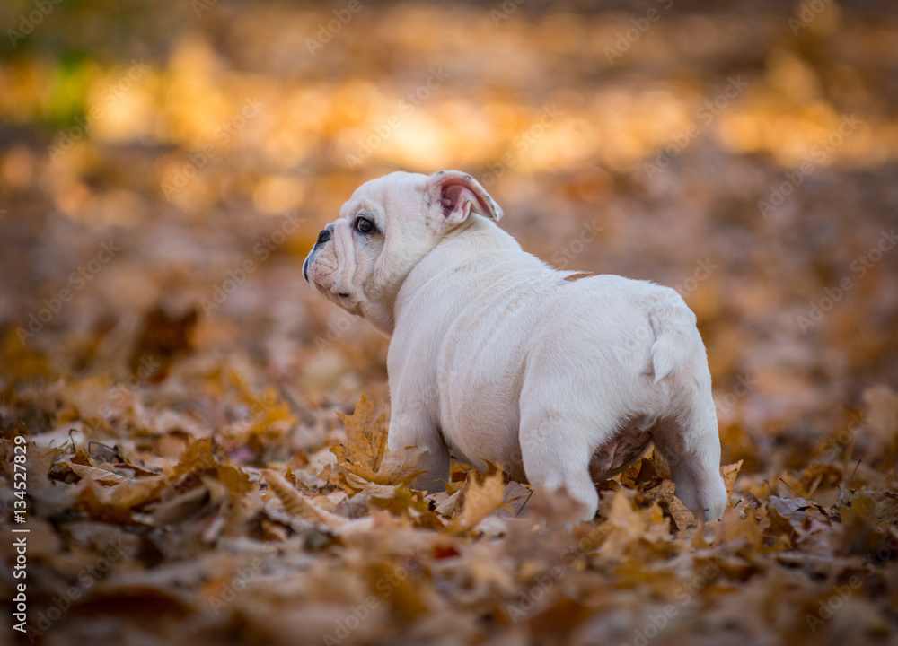 puppy playing outside in autumn